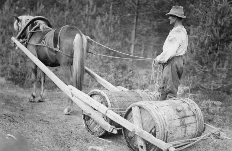 Hevonen vetämässä tervatynnyreitä, mies ohjaissa.