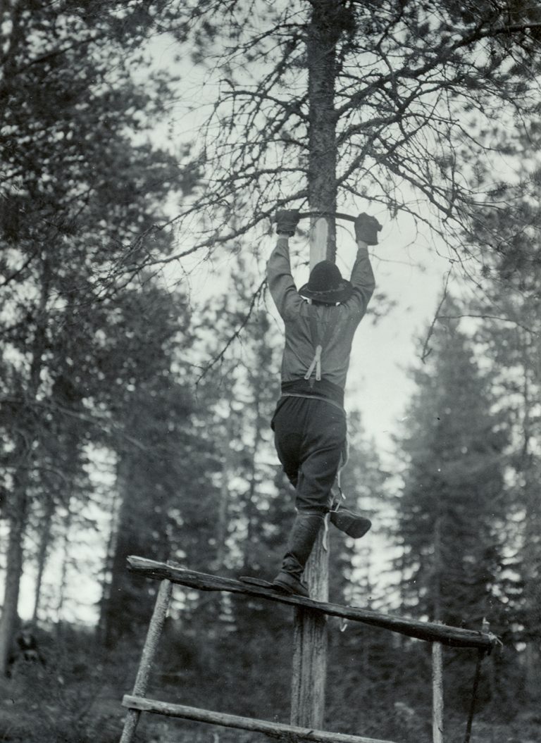 Mies kurkottaa kohti männyn runkoa kädessään kuorimarauta.